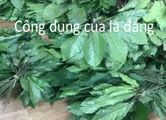 Công dụng tuyệt vời của cây lá đắng