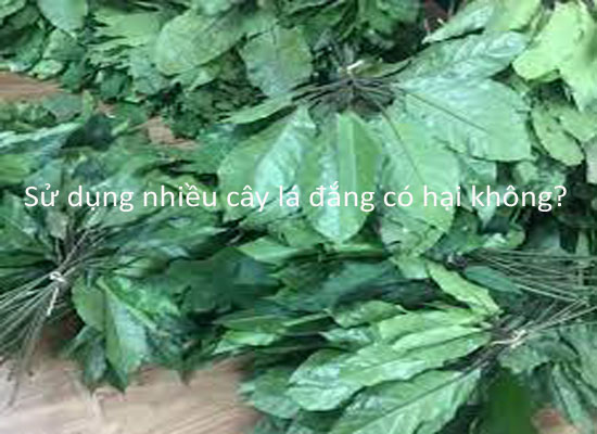 Sử dụng nhiều cây lá đắng có hại không?