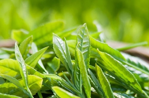 Khử mùi hôi với lá chè xanh