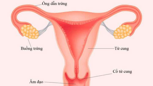 Nguyên nhân tắc vòi trứng